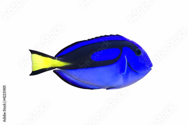 Obraz Palette surgeonfish