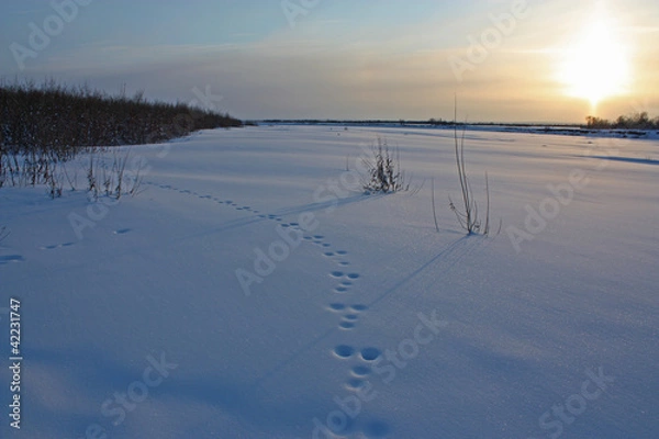 Obraz traces de lapin
