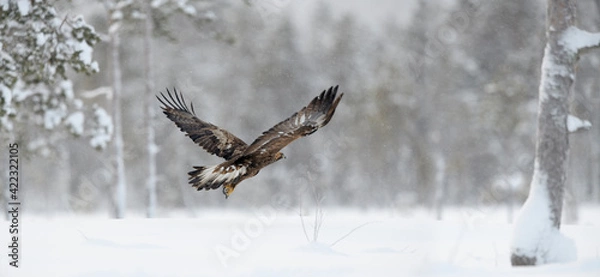 Obraz Golden Eagle flying in forest snowing
