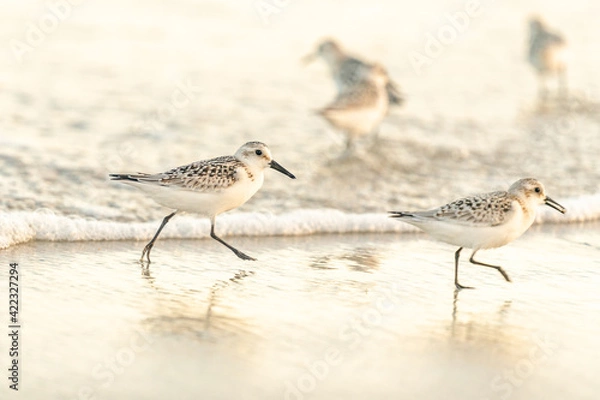 Obraz bird on the beach