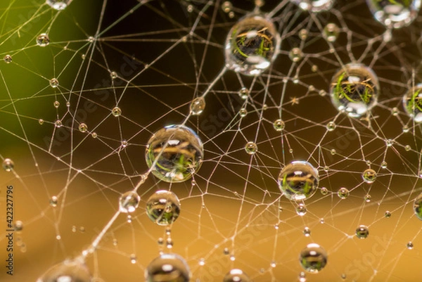 Obraz spider web with dew drops