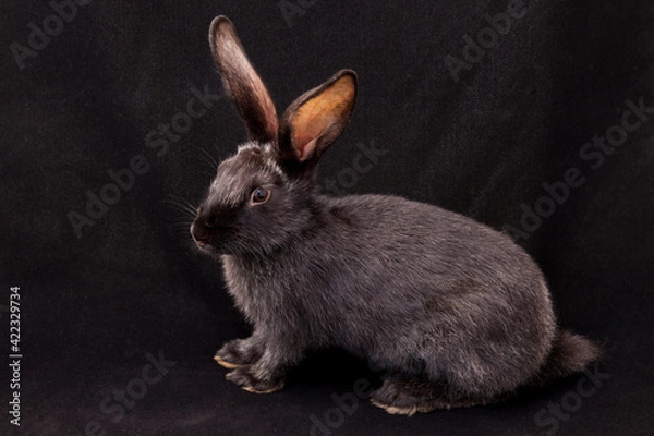 Fototapeta black rabbit on a black background