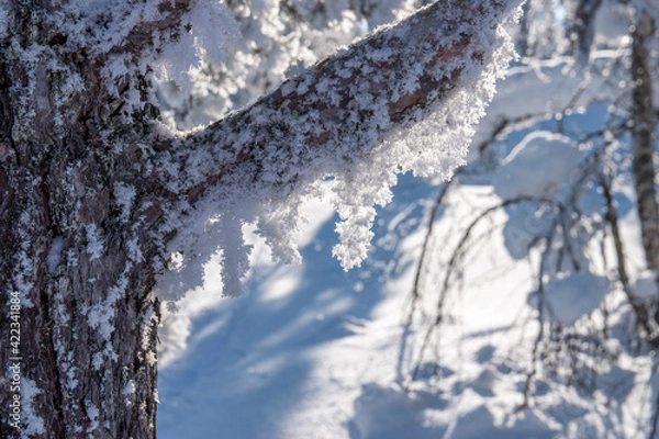 Fototapeta Snow covered trees