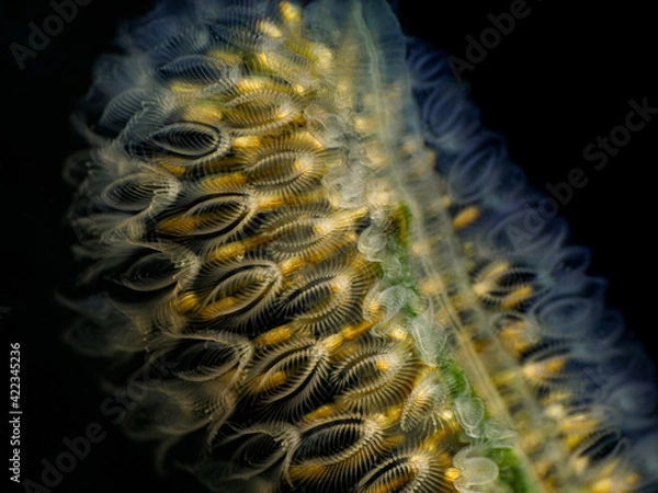 Fototapeta Moostierchen 