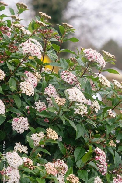 Obraz Viburnum tinus, the laurustinus, laurustine or laurestine  plant blooming
