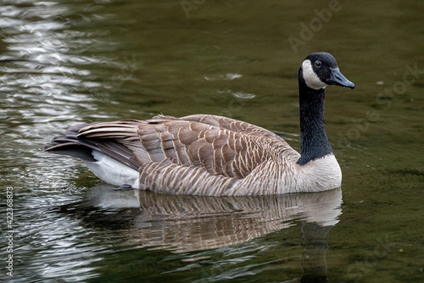 Obraz Canadian Goose
