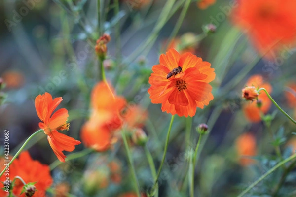 Obraz Blühende orangefarbene Cosmea 