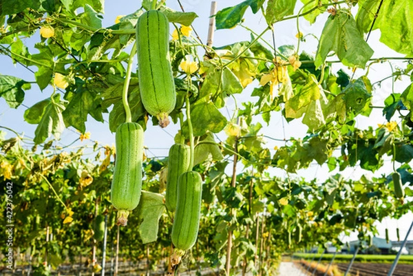 Obraz Close-up of loofah growing in the garden of Taiwan. luffa cylindrical.