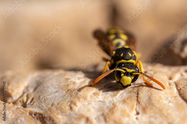 Obraz AVISPA DE PAPEL. 