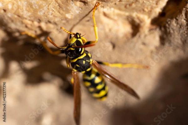 Obraz AVISPA DE PAPEL. 
