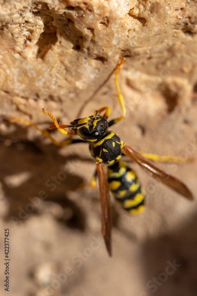 Obraz AVISPA DE PAPEL. 
