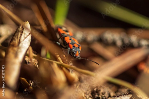 Obraz Chinche de campo. 
