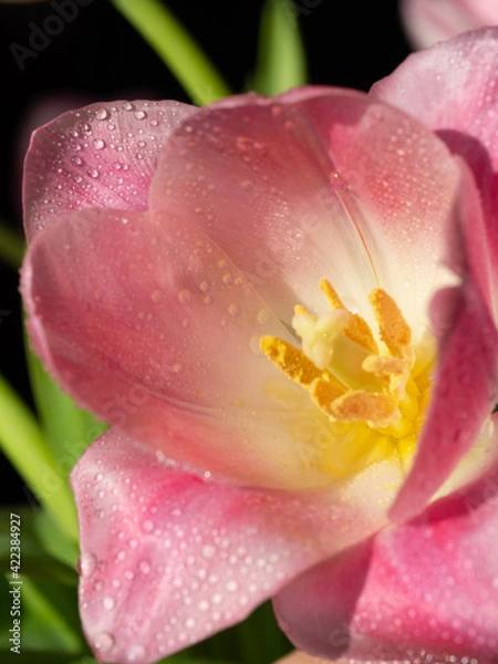 Fototapeta Macro Pink tulips with dew and water droplets. Tenderness