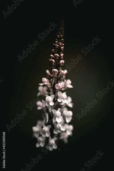 Obraz christmas tree decoration