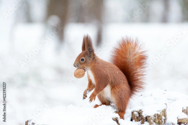 Fototapeta Portrait of squirrels  on a background of white snow