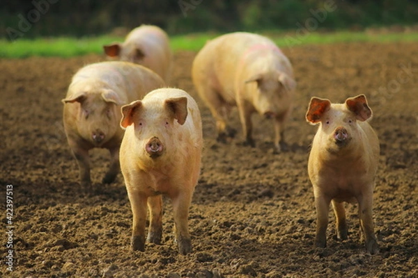 Obraz Group of domestic pigs on the farm in East Devon, UK