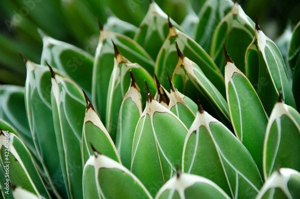 Obraz grüner Kaktus