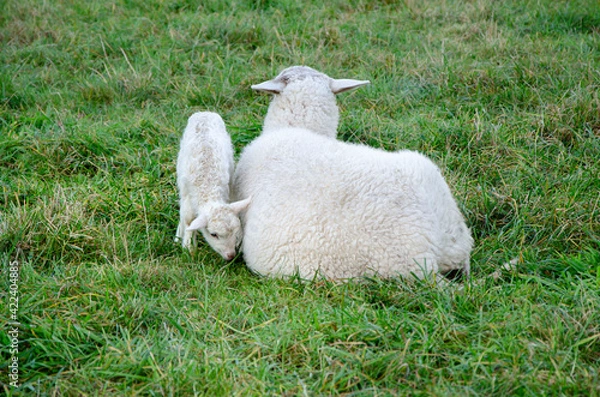 Obraz lamm mit säugetier