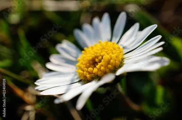 Obraz Close up macro photo of a white daisy flower blooming during spring season, hidden in the grass