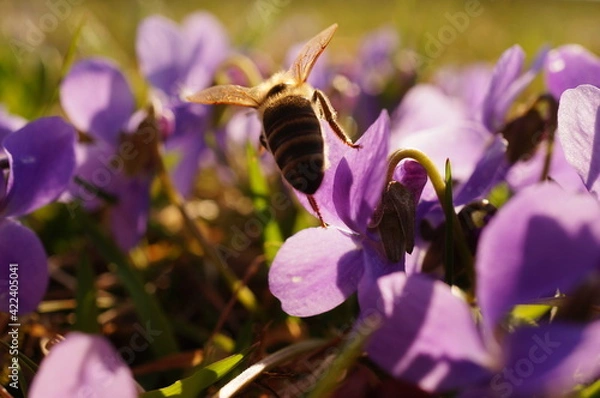 Obraz Close up photo of a bee from behind, sitting on a purple flower during spring season