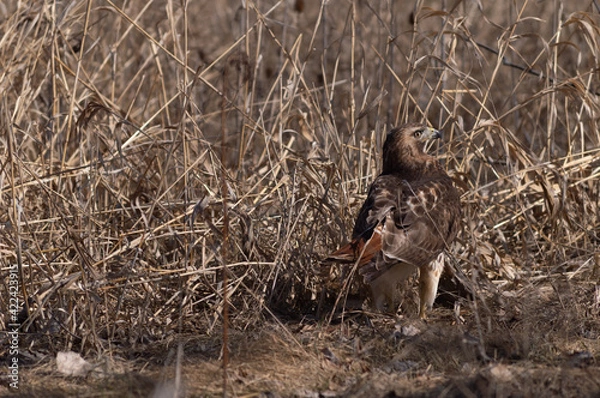 Obraz Red-Tailed Hawk Searching For Pray