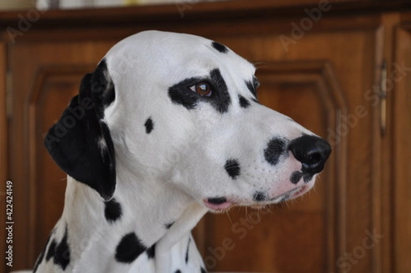 Fototapeta Dalmatiner