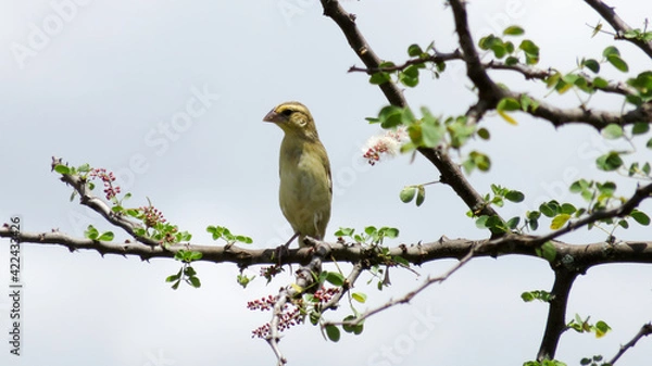 Fototapeta a juvenile white-bellied canary on a flowering branch scans for food in Tanzania