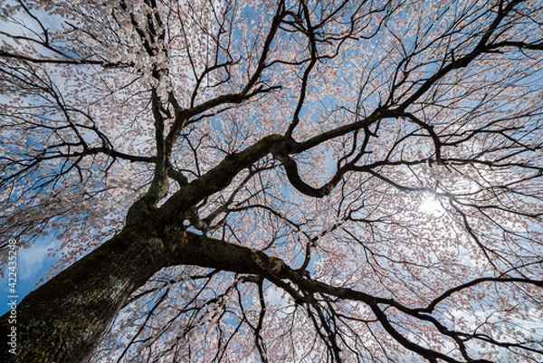 Obraz Cerejeiras do Japão.