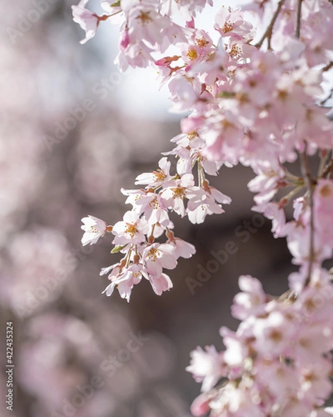 Obraz Cerejeiras do Japão.