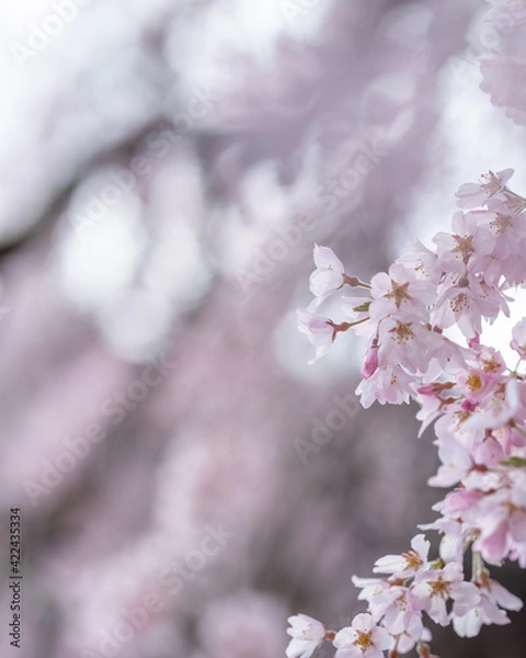 Obraz Cerejeiras do Japão.