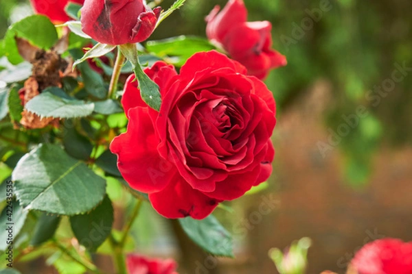 Fototapeta English roses are among the most popular with home gardeners. These hybrid shrubs or climbers combine the full-petaled flower form and intense fragrance of old roses with the wider color range