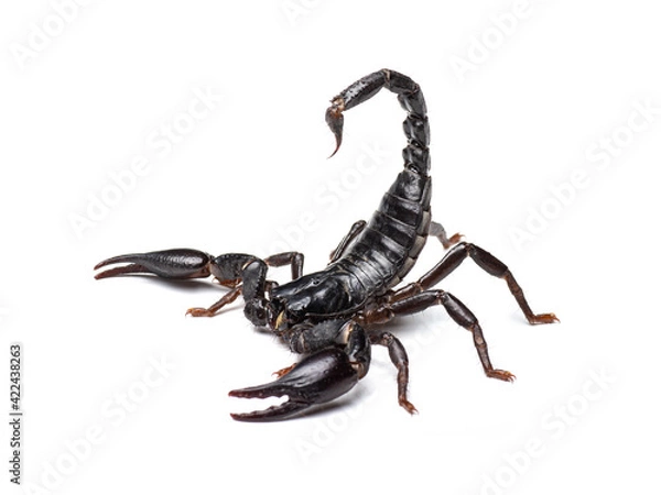 Obraz Black scorpion isolated on white background.