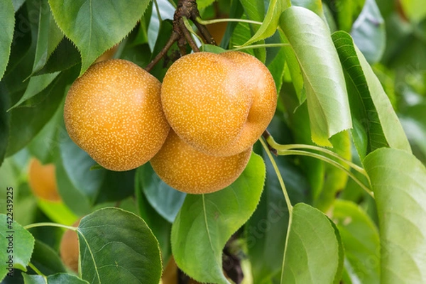 Fototapeta closeup of ripe organic nashi pears hanging on nashi pear tree 