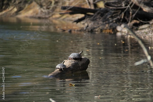 Obraz Turtles Sunbathing Along the River