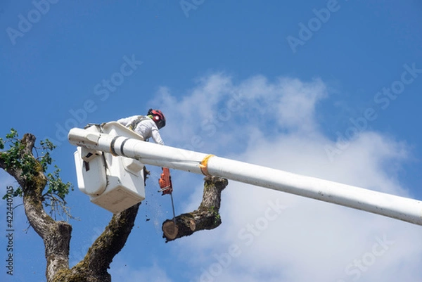 Fototapeta Cutting a tree limb