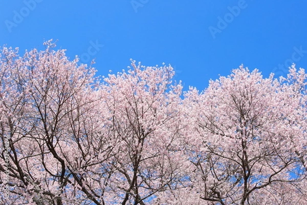 Fototapeta 満開のエドヒガンザクラ