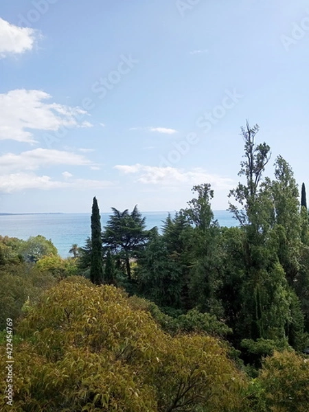 Obraz forest in the mountains