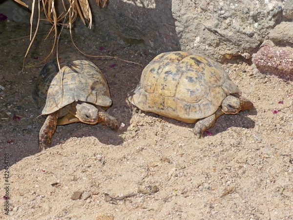 Obraz turtle on the sand