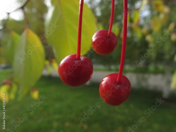 Fototapeta Солнечная радость