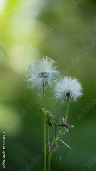 Obraz dandelion seeds on green