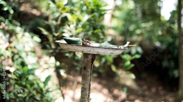 Obraz bird in the forest