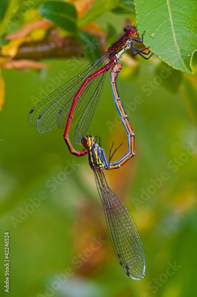 Obraz heart shaped damselflies