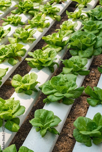 Fototapeta Green oak growing in a trough Planted in a hydroponic system