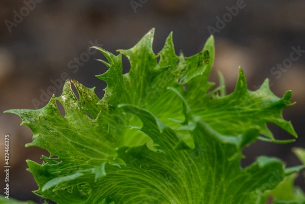 Fototapeta A mealybug on vegetables in salads.