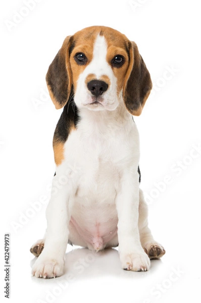 Obraz Beagle puppy isolated on white background