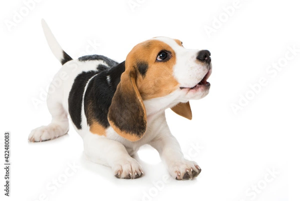 Fototapeta Barking beagle puppy isolated on white background