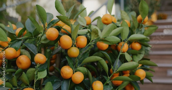 Fototapeta Mandarin oranges grow on tree for a happy chinese new year