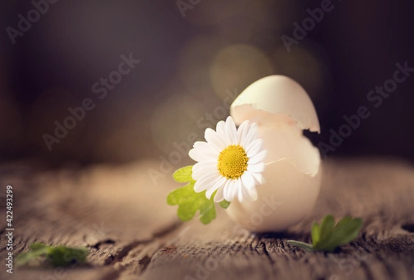 Fototapeta Broken egg