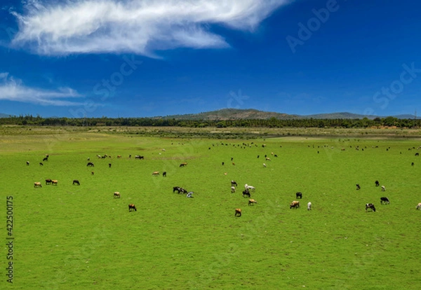 Fototapeta cows in the field