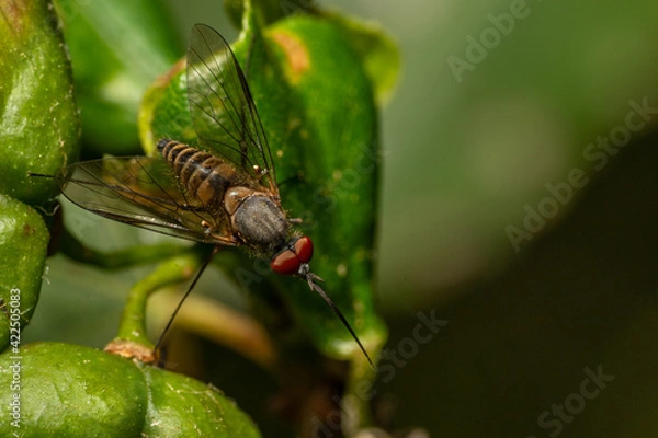 Obraz Small insect on leaf